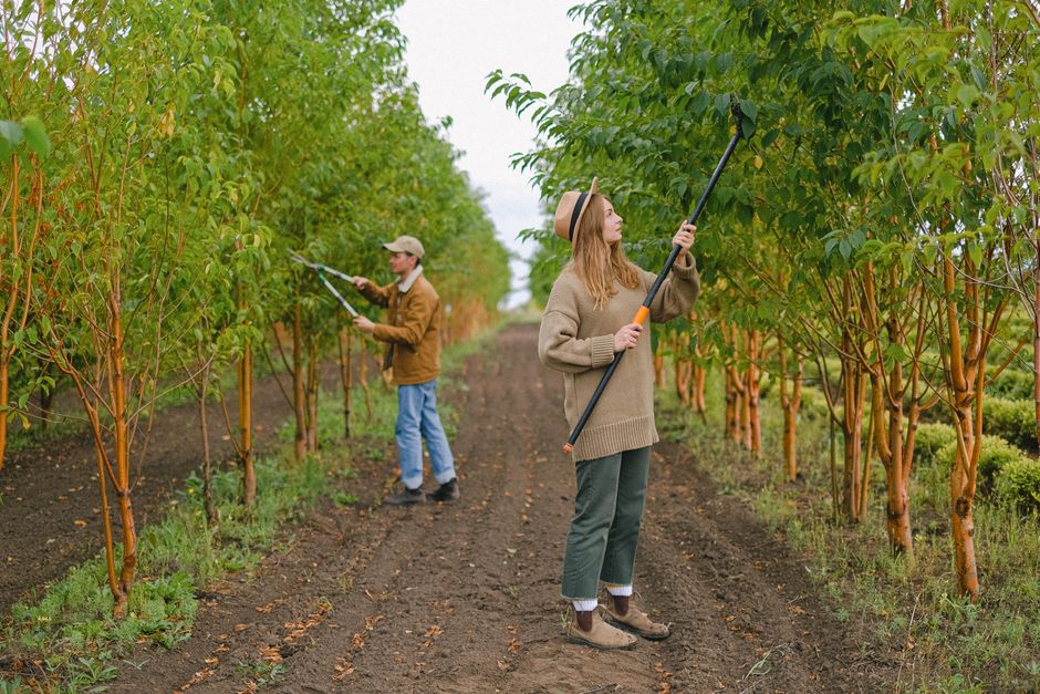 Full body of workers with pole pruner and garden scissors cutting tree branches while standing in farm