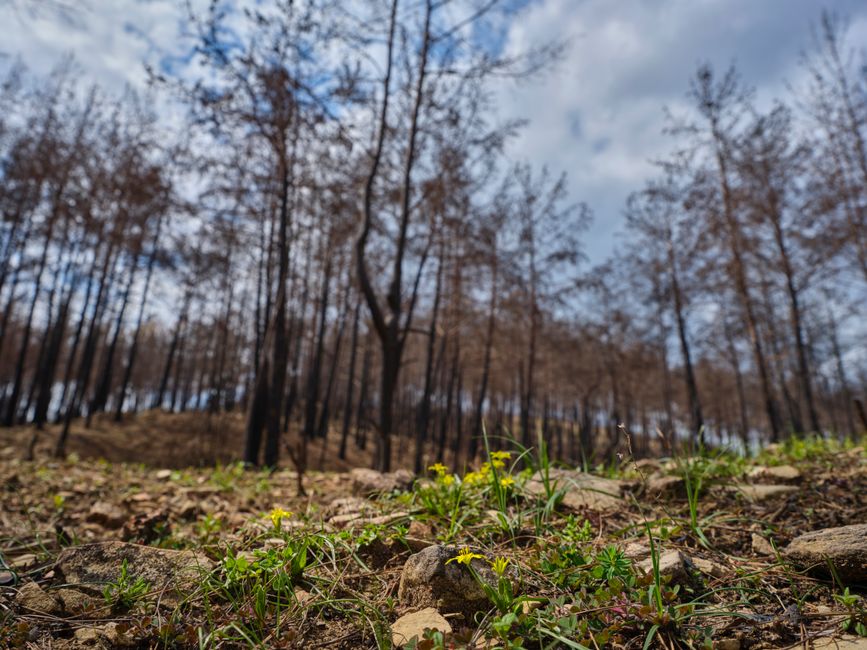 A regenerating forest scene with burnt trees and new plant growth under a blue sky.