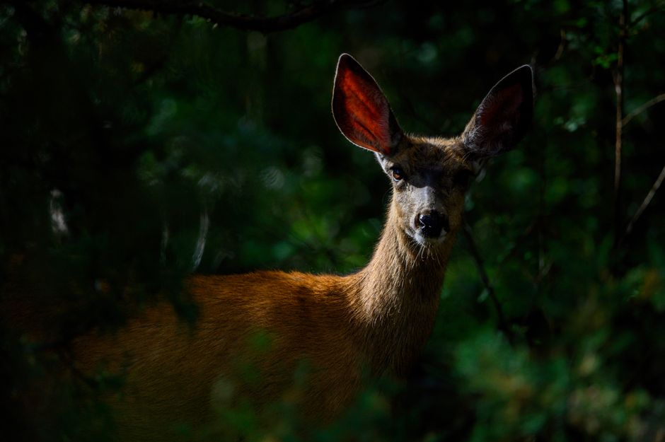 A deer stands amid dense forest foliage, highlighting wildlife beauty.